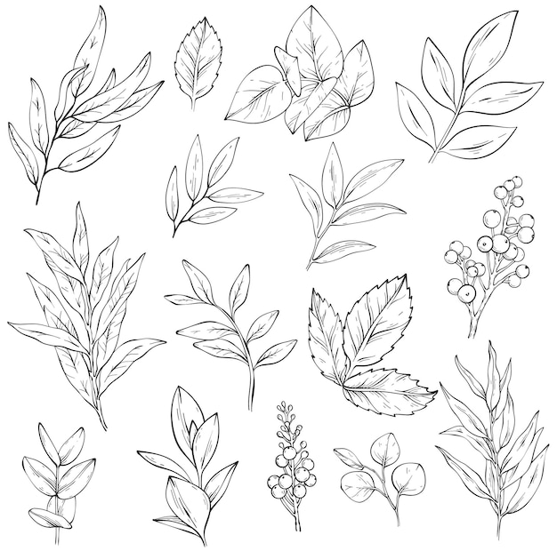 Vector branches with leaves and berries