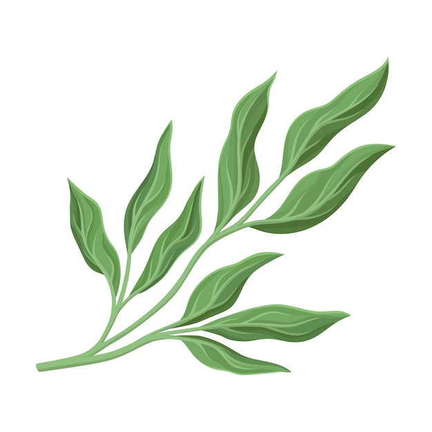 Vector branchy stem with green peony leaves vector illustration on a white background