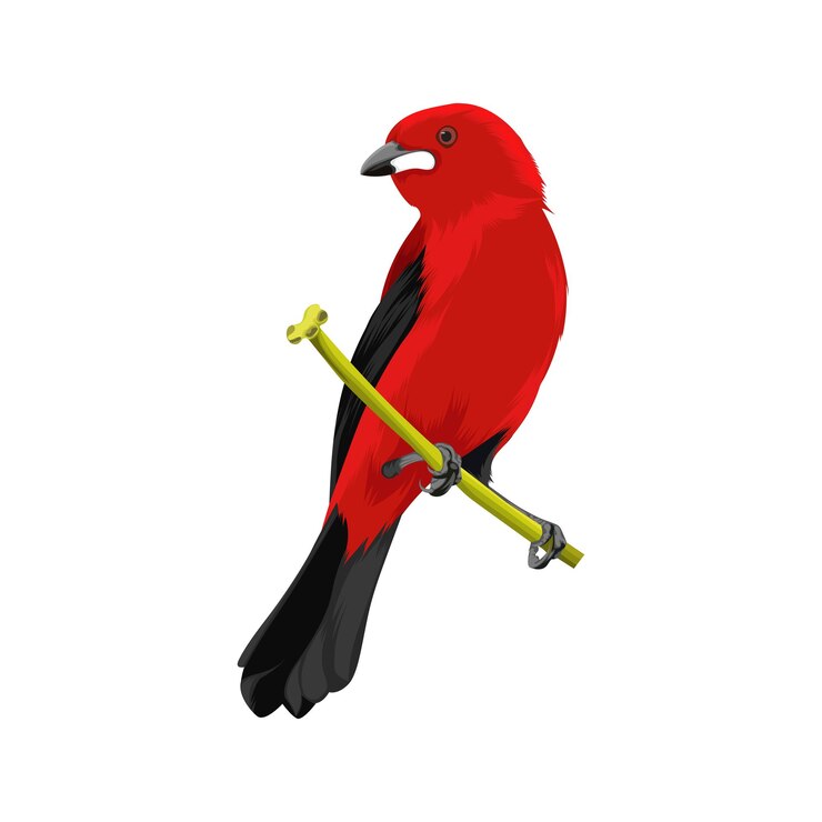 Vector brazilian tanager bird vector