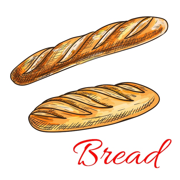 Vettore schizzo di pane con baguette francese e pagnotta lunga