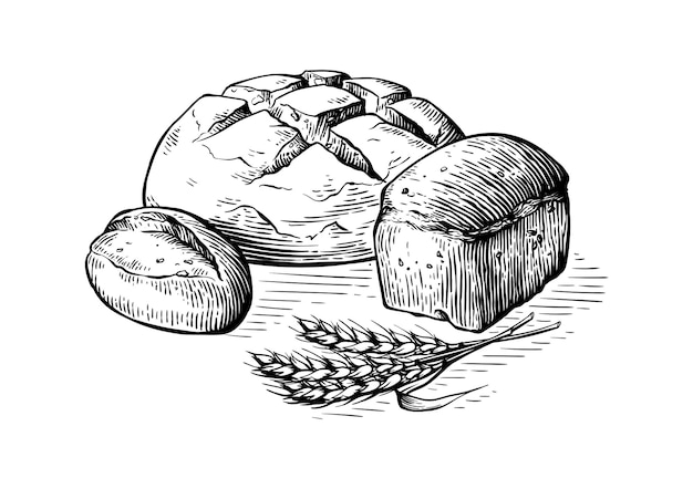 Bread vector hand drawn set illustration Other types of wheat flour fresh bread