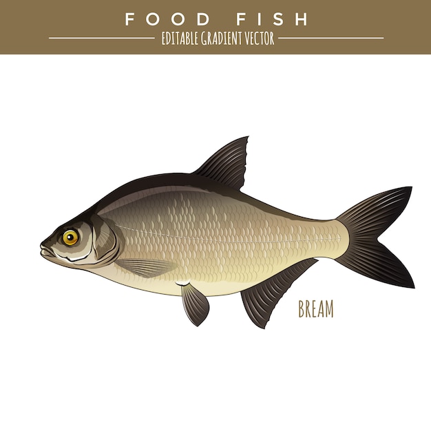 Bream. Food Fish. Vector