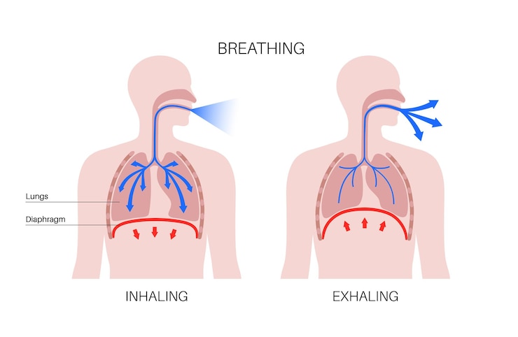 वेक्टर breathing process poster