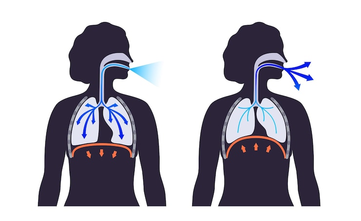 वेक्टर breathing process poster