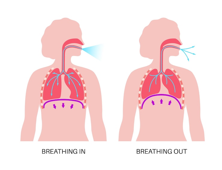 Vector breathing process poster