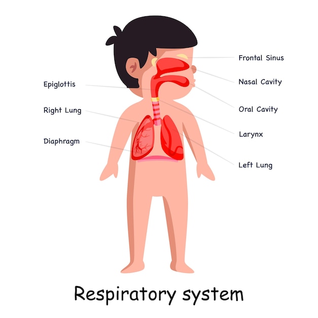 Vector breathing respiratory system body system anatomical internal organ lungs graphic illustration