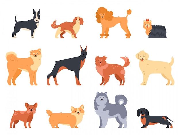 Breeds of dogs. doberman dog, alaskan malamute, cute bulldog and akita. group of purebred pedigree doggy character   illustration icons set.  style cartoon animals bundle