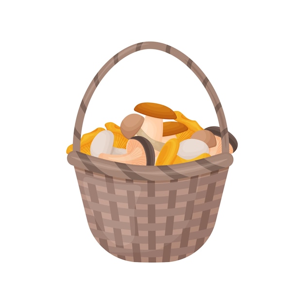 A bright autumn illustration with the image of edible mushrooms collected in a basket The harvested crop of mushrooms A basket of mushroomsVector illustration isolated on a white background