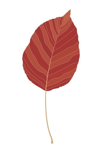 Bright autumn leaf on a white background