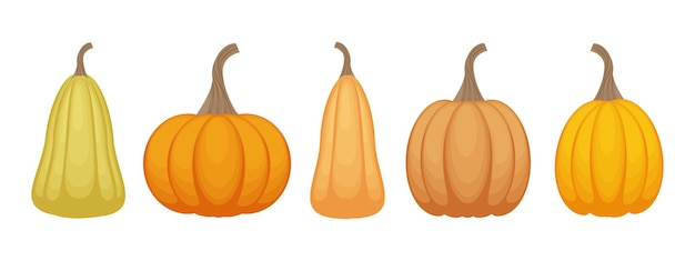 A bright autumn set with the image of pumpkins of various shapes and shades vegetable set ripe orange pumpkins vector illustration isolated on a white background