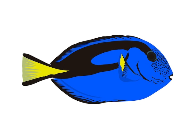 Vector bright blue surgeon fish on a white background