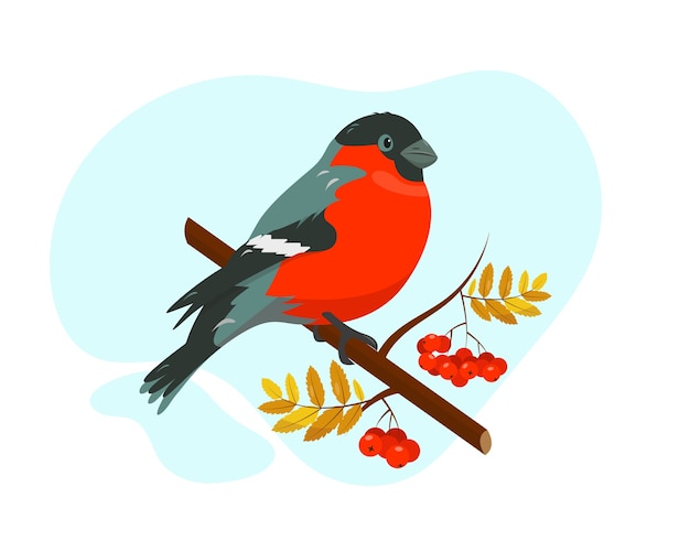 Bright bullfinch on the branch with rowan beries on blue and white background.