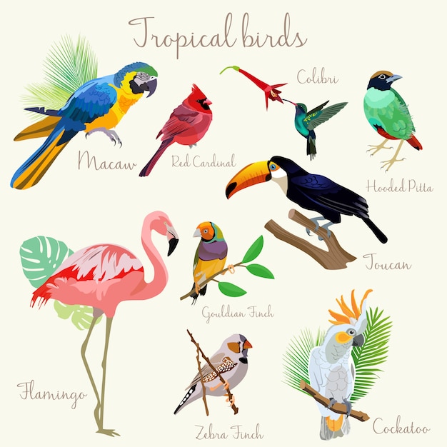 Vector bright color exotic tropical birds set isolated