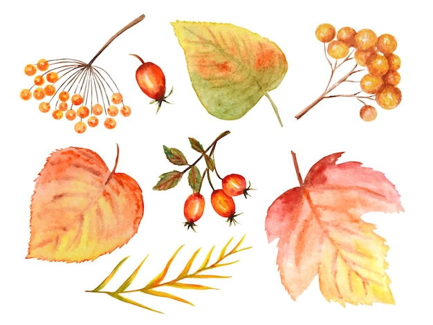 Set di colori vivaci di foglie d'autunno. uva selvatica, olmo, tiglio, castagno, sorbo, pera. illustrazione disegnata a mano della foglia di autunno dell'acquerello.