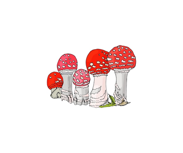 Bright fly agaric with forest blades of grass Amanita Poisonous grebes are drawn in black outline