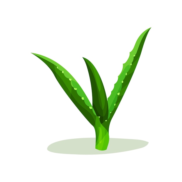 Bright green leaves of aloe vera Succulent plant Flat vector element for treatment brochure or cosmetic products packaging