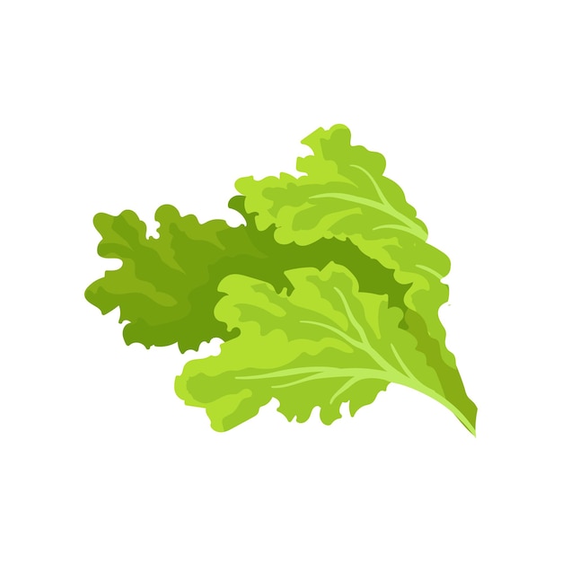 Ярко-зеленые листья салата Свежие и полезные овощи Вегетарианское питание Плоский вектор для рекламного плаката продуктового магазина