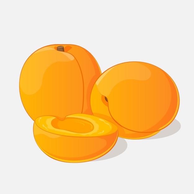 Vector bright juicy apricot on grey background