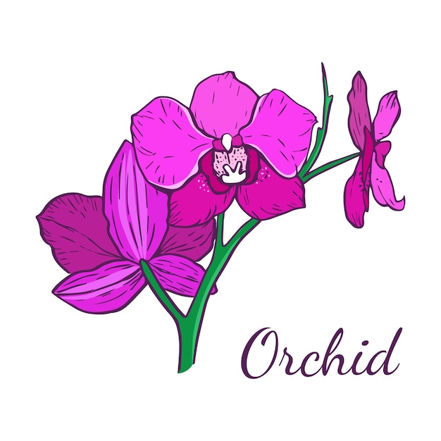 Bright pink Orchid flower Plants Hand drawn illustration Isolated on white background