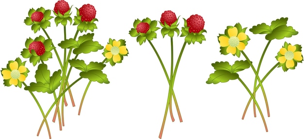 Vector bright red ripe fruit of mock strawberry false or indian strawberry with small seeds on board