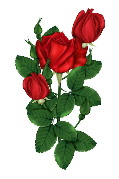 Ярко-красная роза, изолированные на белом фоне