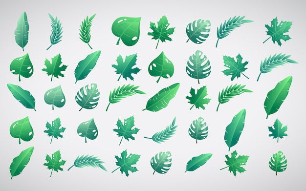 Bright set illustration of tropical leaves