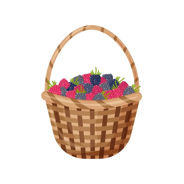 A bright summer illustration with the image of a basket with blackberries The harvested harvest of ripe juicy raspberries Vector illustration isolated on a white background