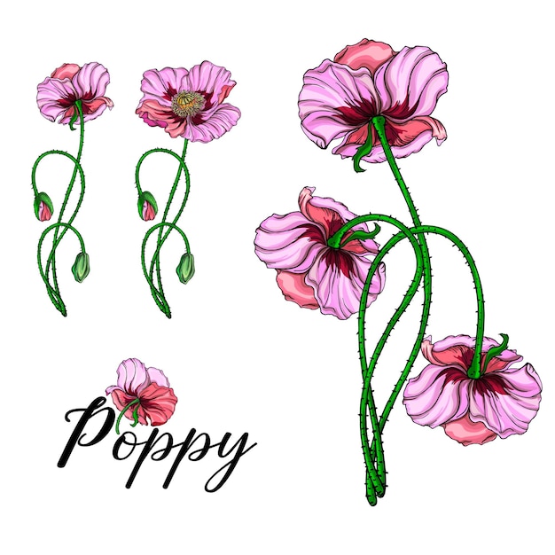 Bright vector flowers pink poppies Botanical illustration Romance