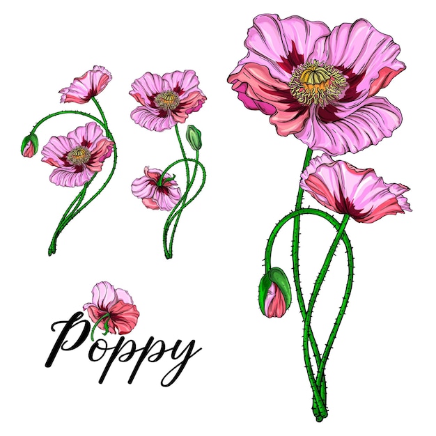 Vector bright vector flowers pink poppies botanical illustration romance