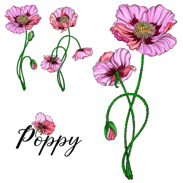 Bright vector flowers pink poppies Botanical illustration RomanceMontaznaa oblast' 1