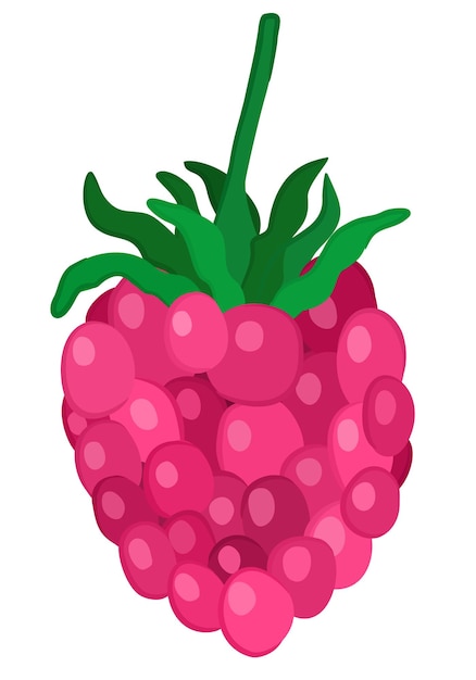 Bright vector illustration of raspberry, isolated on white background.