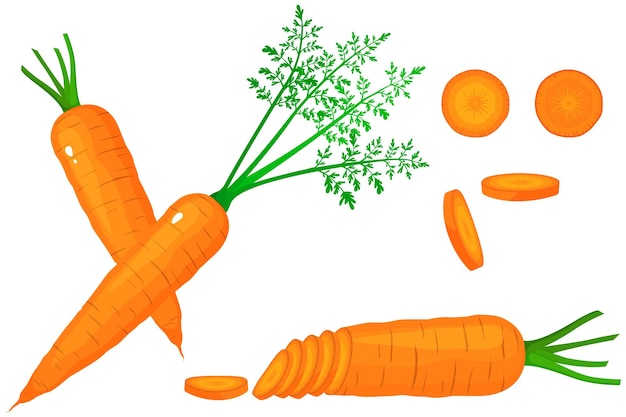 Набор ярких векторных красочных половина, ломтик и целая морковь. свежий овощной мультфильм, изолированные на белом фоне. иллюстрация используется для журнала, книги, плаката, открытки, меню обложки, веб-страниц.