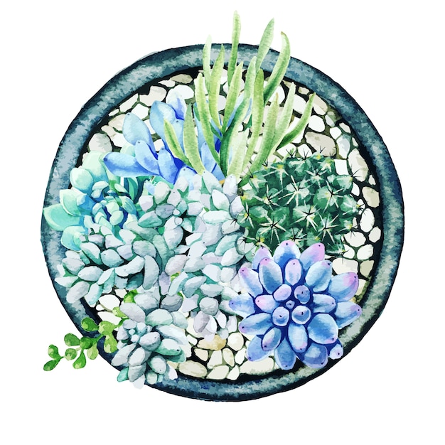 Bright watercolor succulents in pot, top view, light pebbles