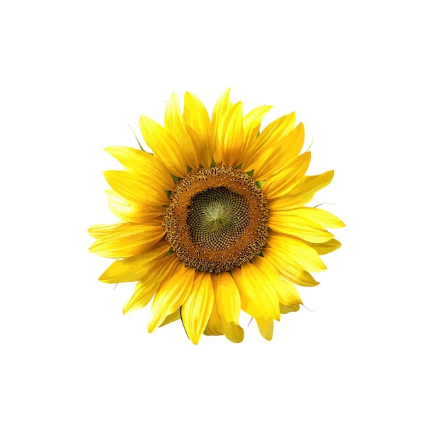 Bright Yellow Sunflower Vector illustratieontwerp