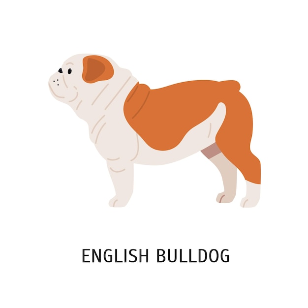 Britse of Engelse Bulldog. Leuke mooie hond van kortharig ras geïsoleerd op een witte achtergrond. Aanbiddelijk vrij rasecht huisdier of huisdier. Kleurrijke vectorillustratie in platte cartoon stijl.