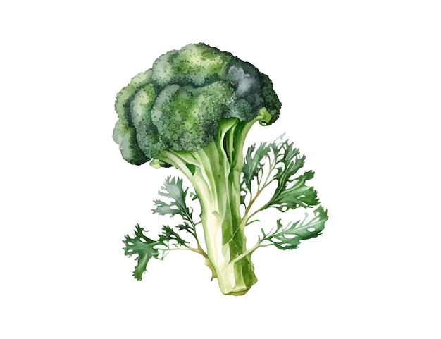 Broccoli aquarel Vector illustratie ontwerp