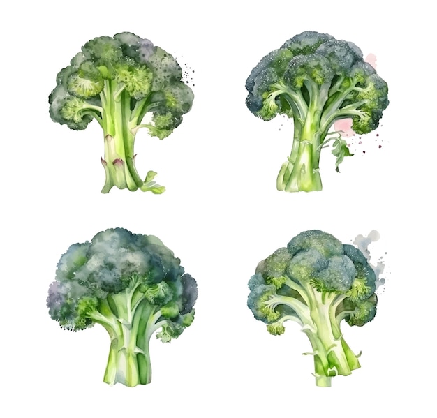 Broccoli aquarelverf