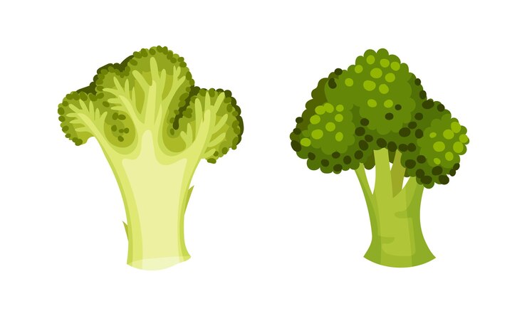 Vector broccoli cabbage as edible green plant with stalk and flowering head vector set