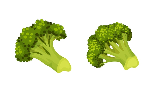 broccoli cabbage as edible green plant with stalk and flowering head vector set