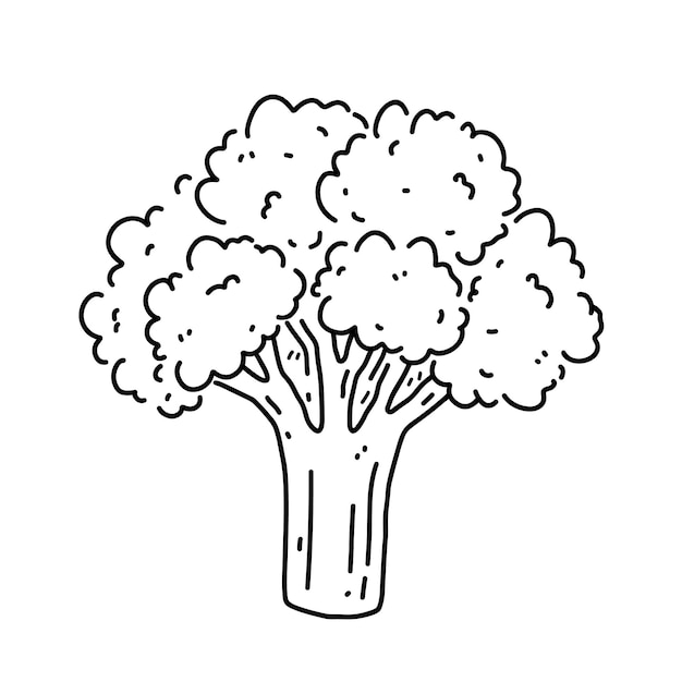 흰색 배경에 고립 된 브로콜리 양배추 유기농 건강 식품 손으로 그린 낙서 그림