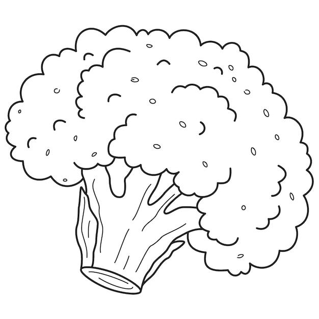 Broccoli cauliflower hand drawn coloring or stroke