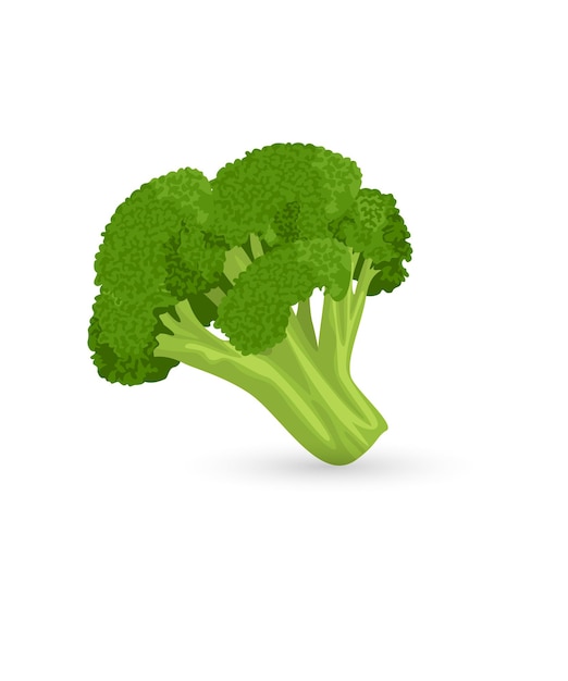broccoli fresh vegetable icon stock illustration