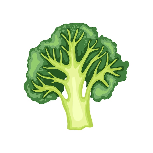 Broccoli gesneden cartoon vectorillustratie