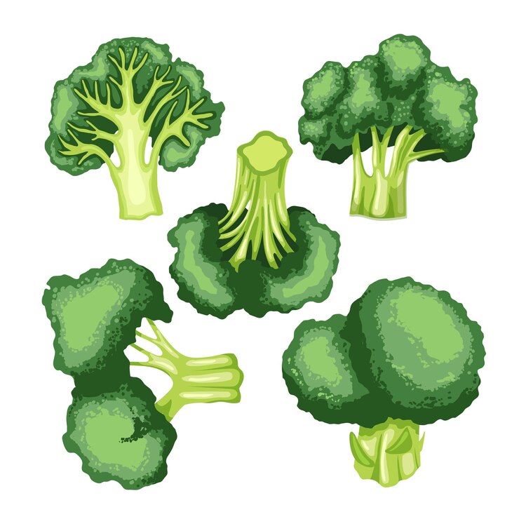 Vector broccoli green fresh set cartoon vector illustration