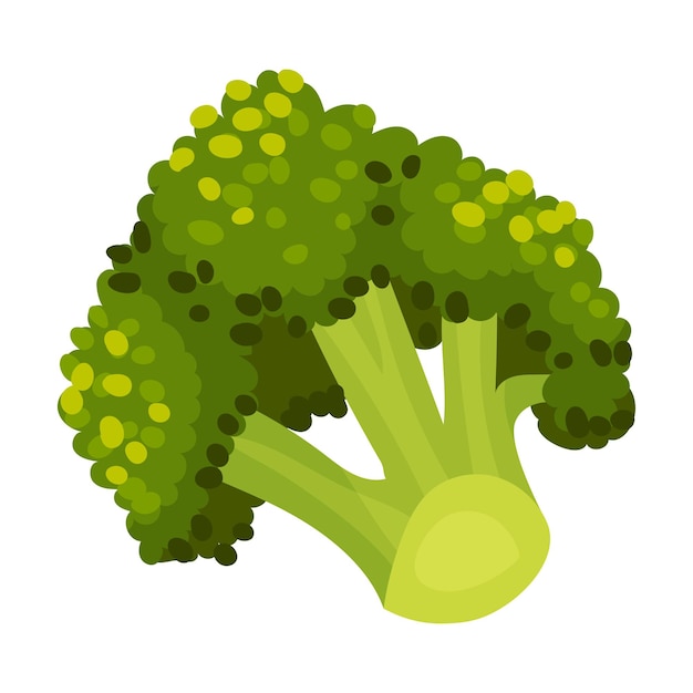 Vector broccoli groente geïsoleerd op witte achtergrond vector kooking ingrediënt