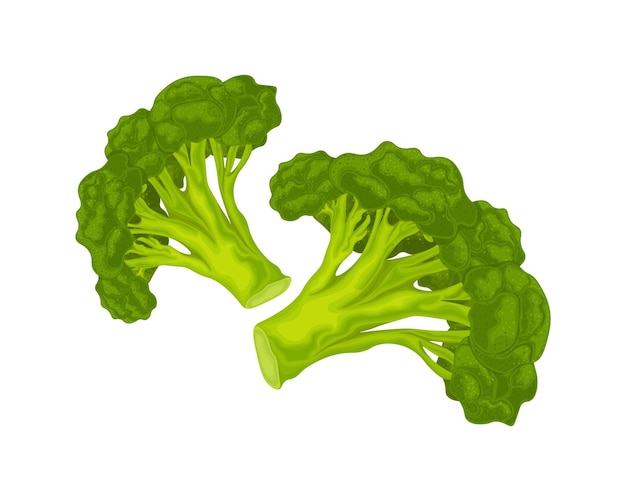 Broccoli image of ripe broccoli vitamin vegetable organic food green broccoli vector illustration