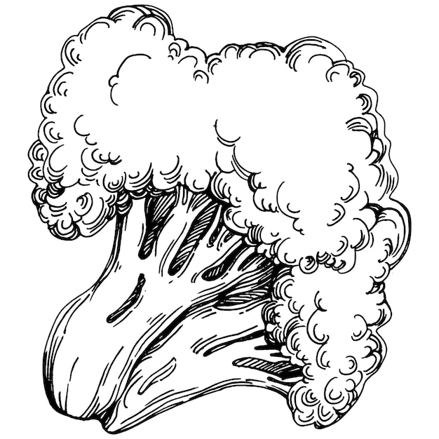 Broccoli illustrazione disegnata a mano isolata. stile inciso vegetale. schizzo disegno di cibo vegetariano. prodotto del mercato agricolo. il meglio per logo di design, menu, etichetta, icona, timbro.