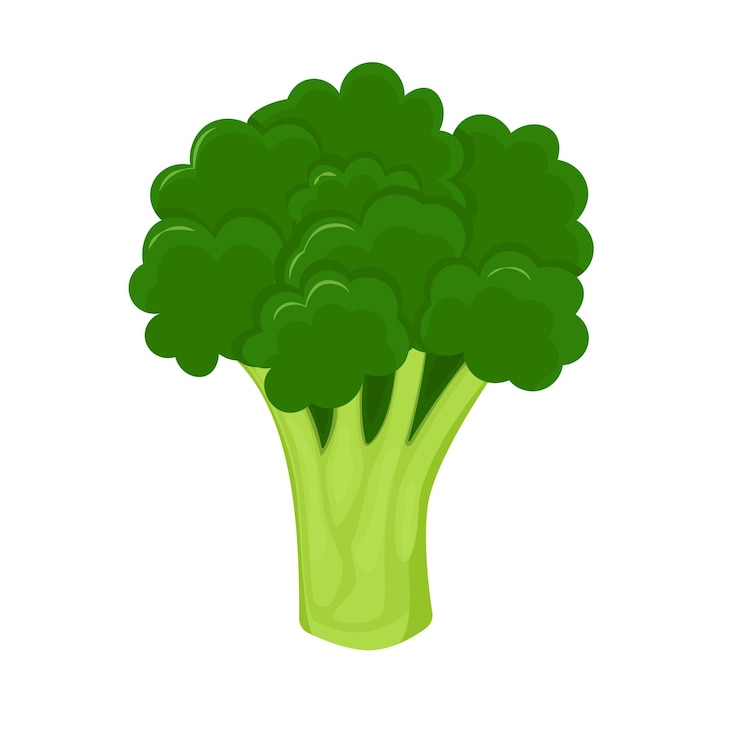 Vector broccoli isolated on white background. fresh broccoli in flat style