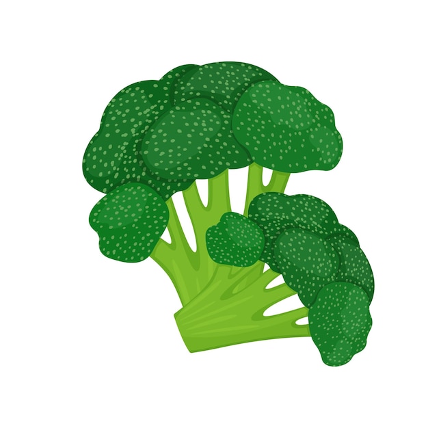 Broccoli isolati su sfondo bianco. illustrazione vettoriale di una verdura fresca in uno stile piatto.