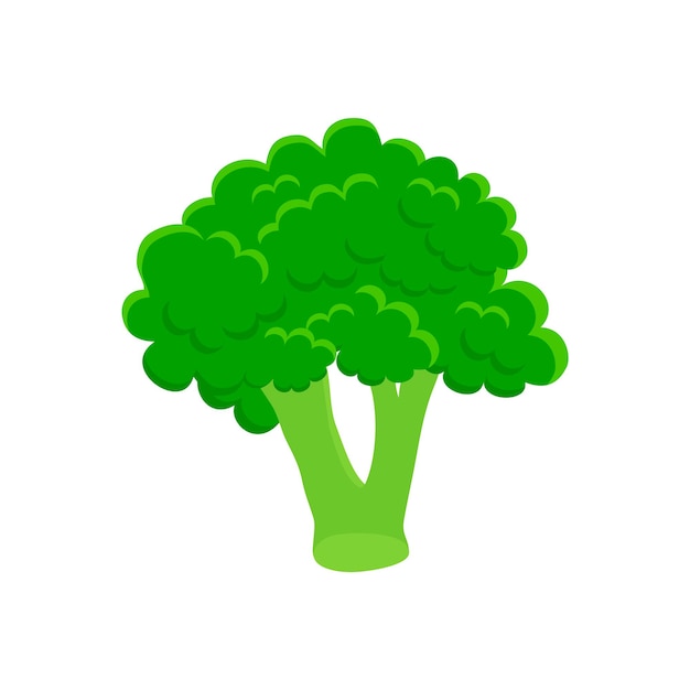 Broccoli kleurrijk realistisch pictogram. Broccoli groenten symbool geïsoleerd op een witte achtergrond.